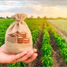 Contabilidade para produtor rural